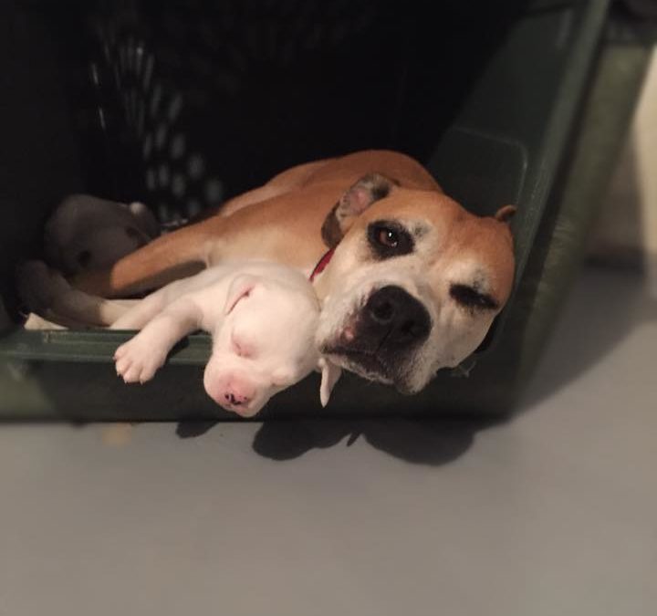 Transport – 6/23/17